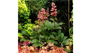 Gartenbaumschule Becker