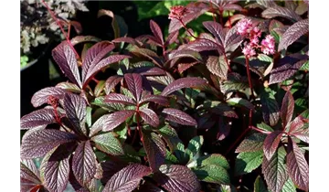 Gartenbaumschule Becker