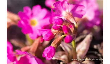 Gartenbaumschule Becker