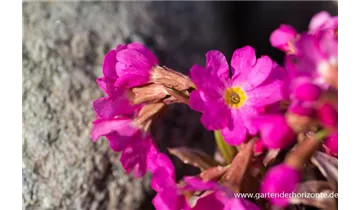 Gartenbaumschule Becker