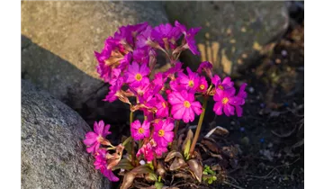 Gartenbaumschule Becker