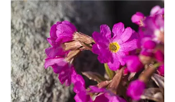 Gartenbaumschule Becker