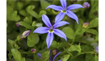 Gartenbaumschule Becker