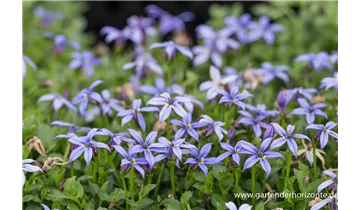 Gartenbaumschule Becker