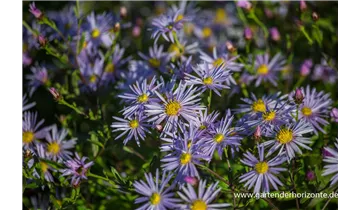 Gartenbaumschule Becker