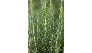 Gartenbaumschule Becker