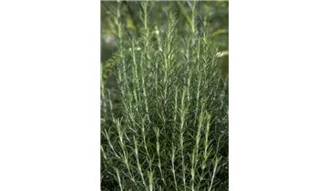 Gartenbaumschule Becker