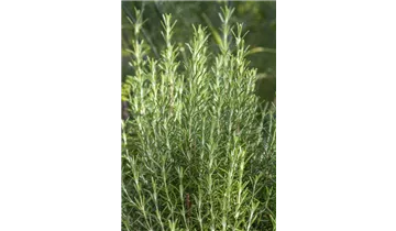 Gartenbaumschule Becker