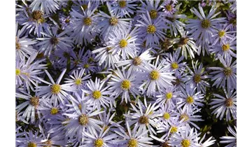 Gartenbaumschule Becker