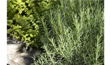 Gartenbaumschule Becker