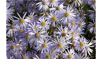 Gartenbaumschule Becker