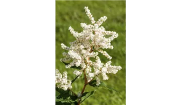 Gartenbaumschule Becker