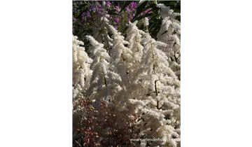 Gartenbaumschule Becker