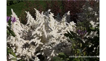 Gartenbaumschule Becker