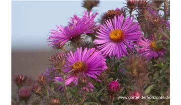 Gartenbaumschule Becker