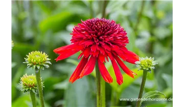 Gartenbaumschule Becker