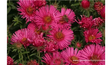 Gartenbaumschule Becker