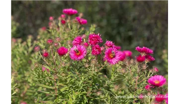 Gartenbaumschule Becker