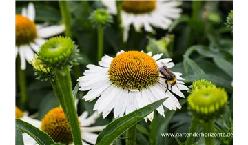 Gartenbaumschule Becker