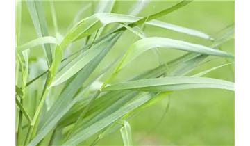 Gartenbaumschule Becker