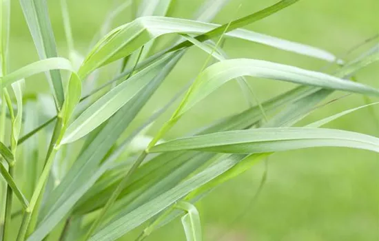 Garten-Ruten-Hirse 'Hänse Herms'