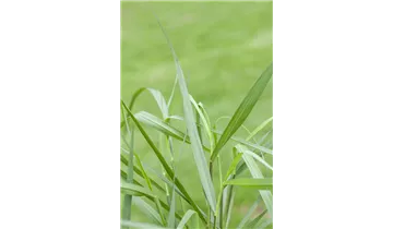 Gartenbaumschule Becker