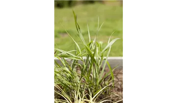 Gartenbaumschule Becker