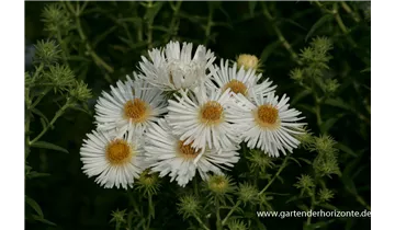 Gartenbaumschule Becker