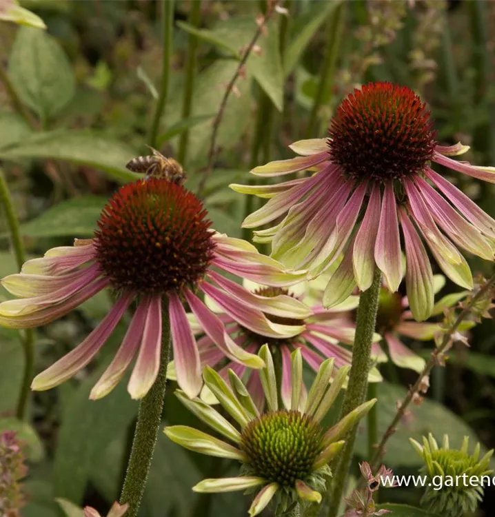 Echinacea purpurea 'Green Envy'®