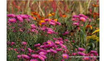 Gartenbaumschule Becker