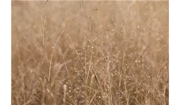 Gartenbaumschule Becker