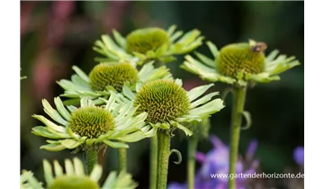 Gartenbaumschule Becker
