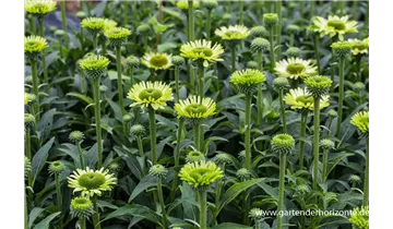Gartenbaumschule Becker