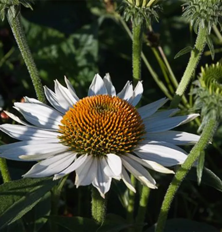 Echinacea purpurea 'Baby Swan White'