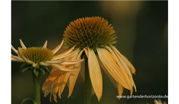 Gartenbaumschule Becker