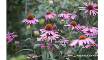 Gartenbaumschule Becker