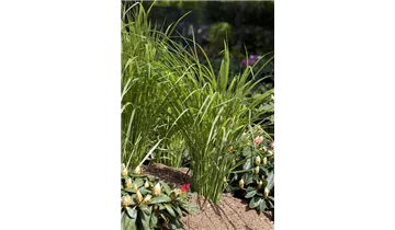 Gartenbaumschule Becker