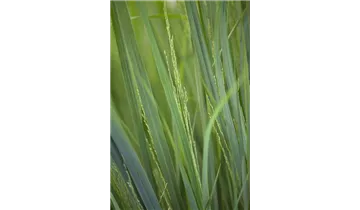 Gartenbaumschule Becker