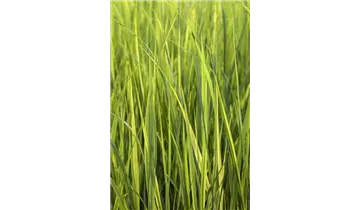 Gartenbaumschule Becker