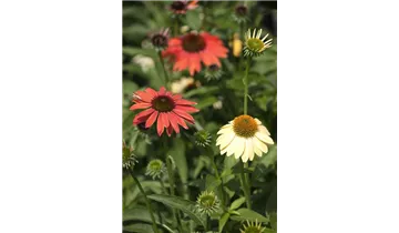 Gartenbaumschule Becker