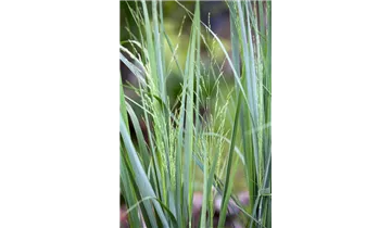 Gartenbaumschule Becker