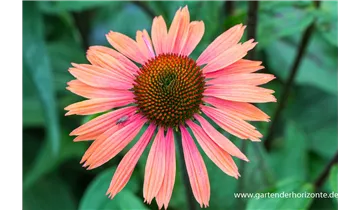 Gartenbaumschule Becker