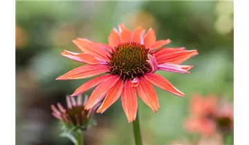 Gartenbaumschule Becker