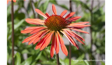 Gartenbaumschule Becker