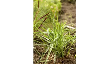 Gartenbaumschule Becker