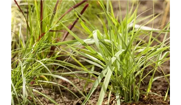 Gartenbaumschule Becker