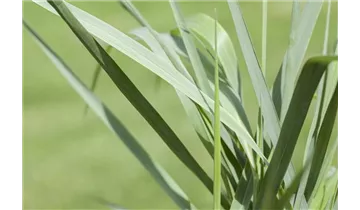 Gartenbaumschule Becker