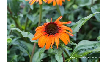 Gartenbaumschule Becker