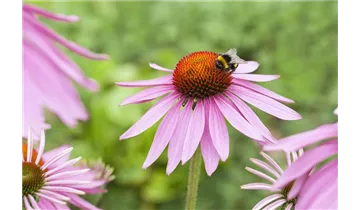 Gartenbaumschule Becker