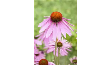 Gartenbaumschule Becker
